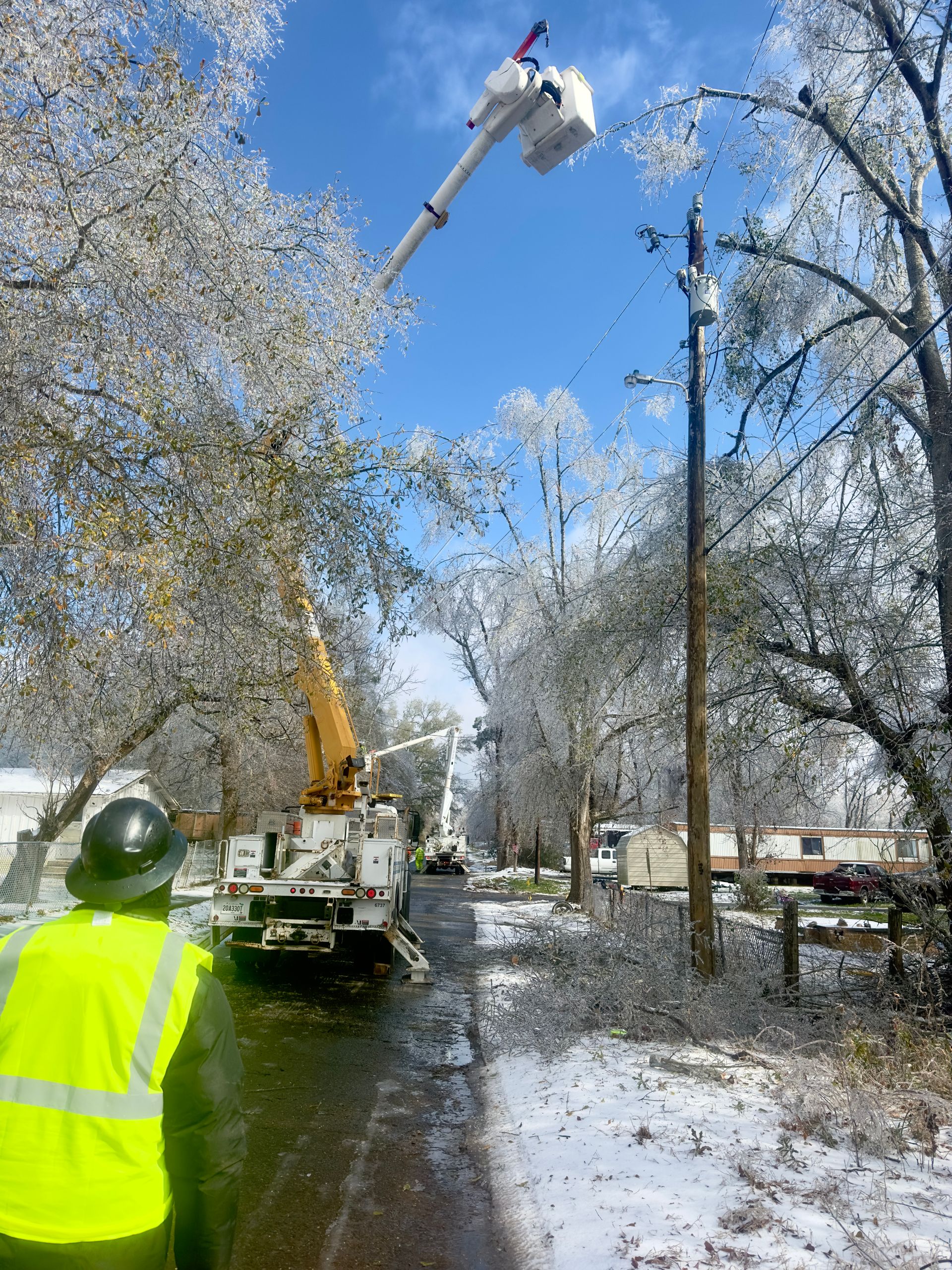 Professional tree removal crew