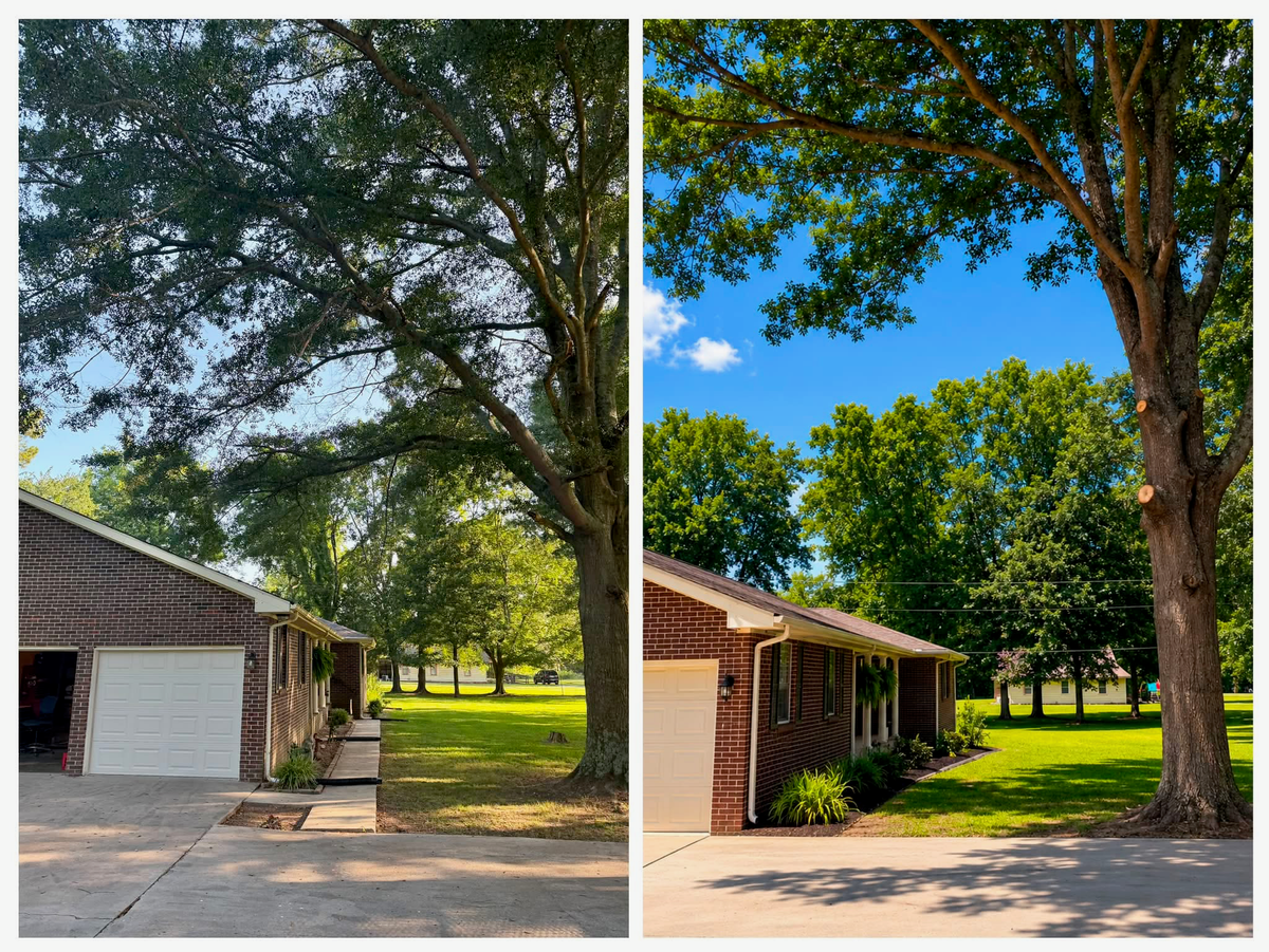 Tree Trimming & Pruning