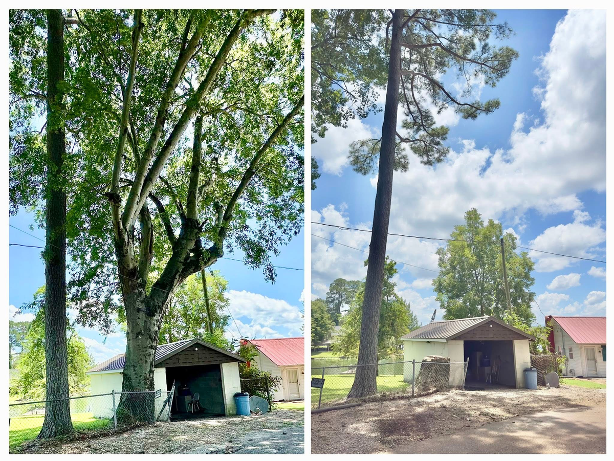 Full Tree Removal